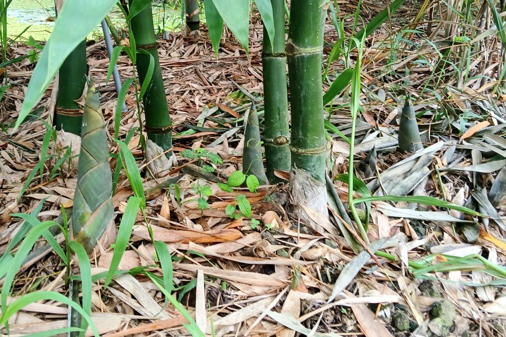 Mô hình trồng tre tứ quý lấy măng hiệu quả